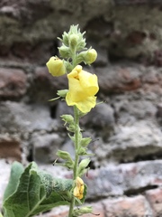 Verbascum phlomoides