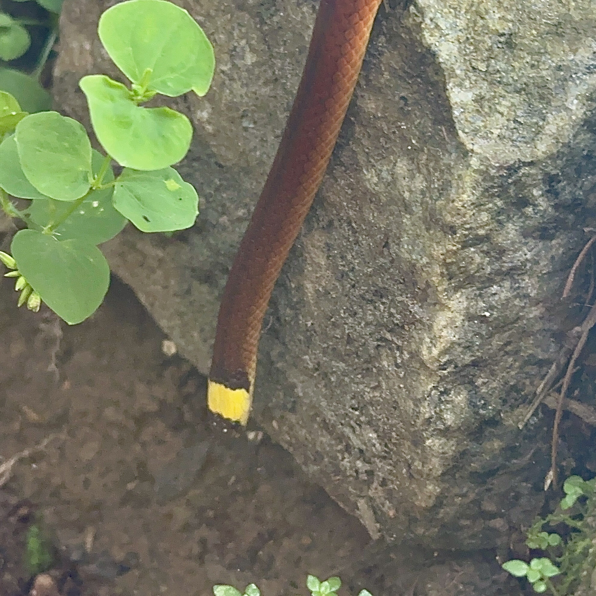 Minas Gerais Snake photo 3