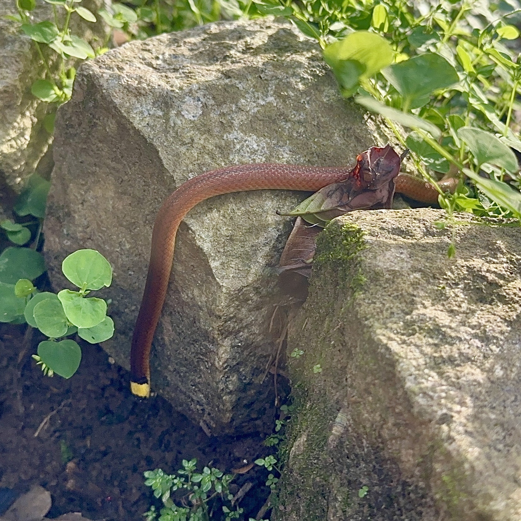 Minas Gerais Snake photo 4