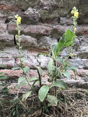 Verbascum phlomoides