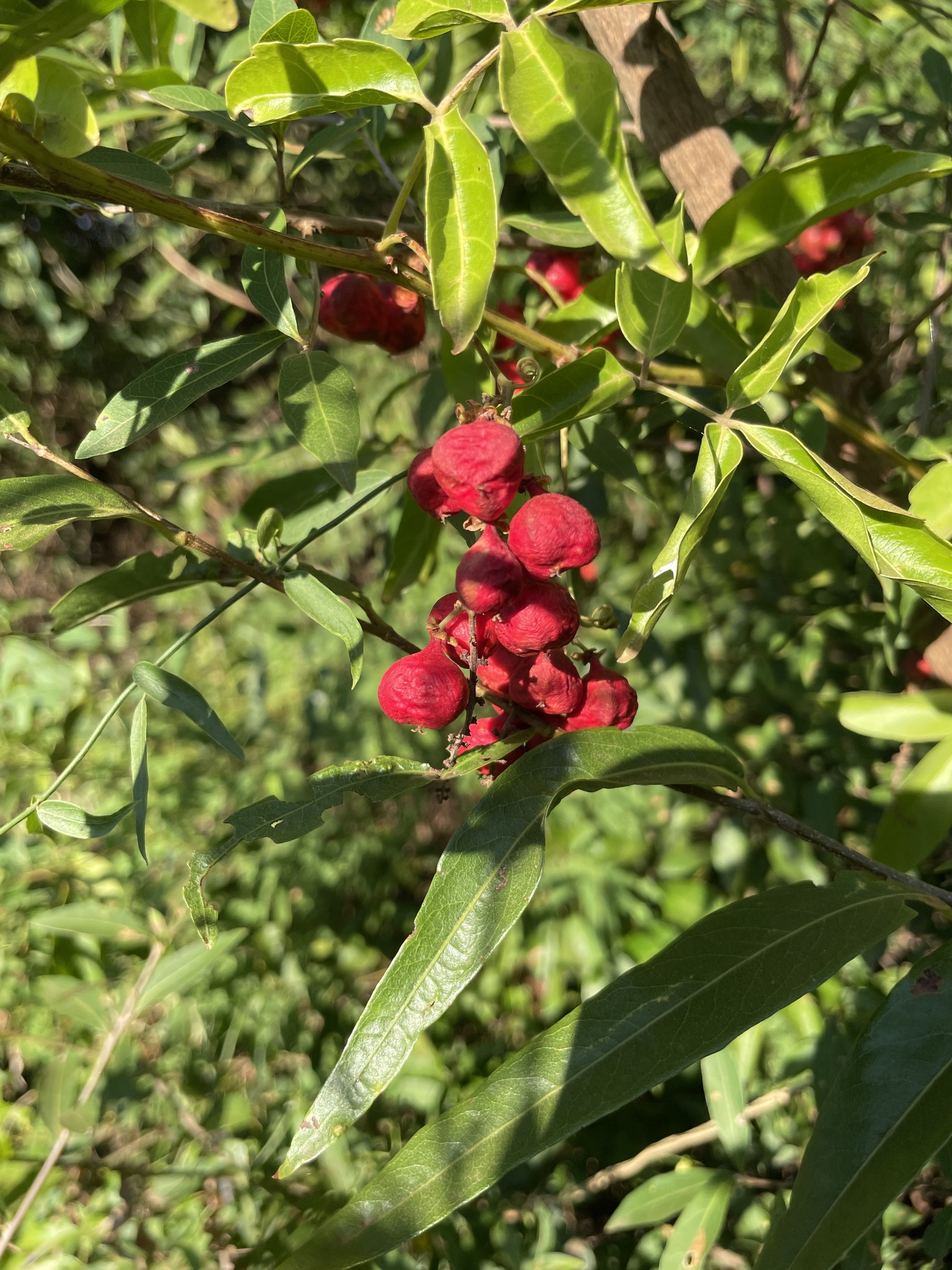 Imagem de Guaraná-Cipó