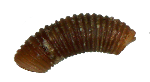 Caecum quadratum observed 2012-11-25