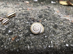 Caucasotachea vindobonensis