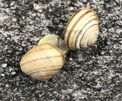 Caucasotachea vindobonensis