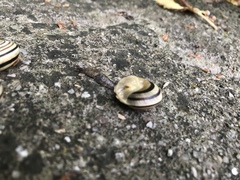 Caucasotachea vindobonensis