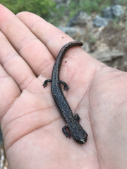 Batrachoseps robustus