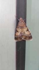 Melipotini