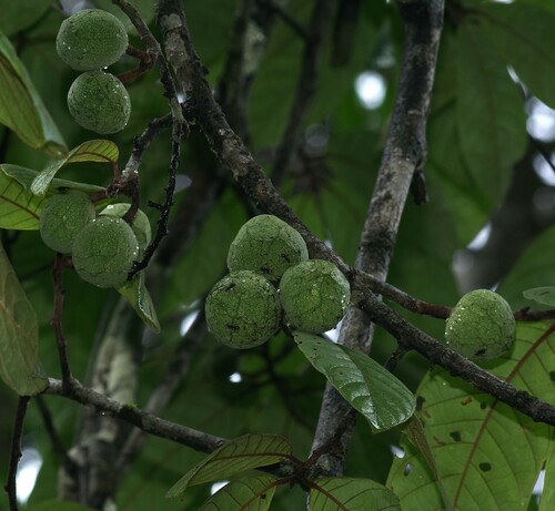 Annona ambotay, 2025-02-05