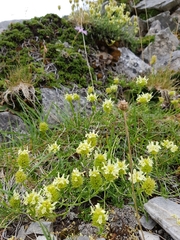 Sideritis hyssopifolia