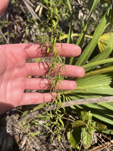 Florida False Boneset (Brickellia mosieri)