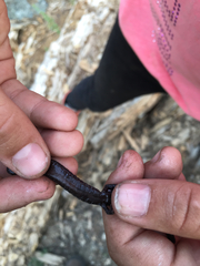 Batrachoseps robustus