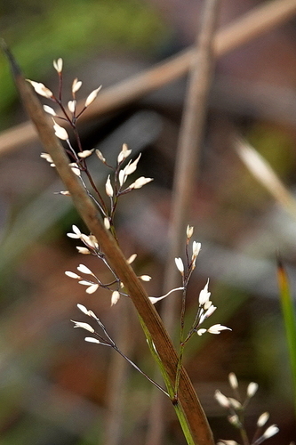 Calamagrostis gunniana, 2025-01-24