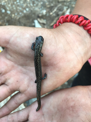 Batrachoseps robustus