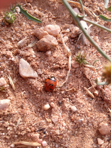 Transverse Lady Beetle photographed in Wyoming
