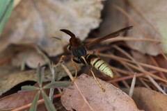 Polistes comanchus navajoe