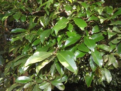 Cassipourea malosana