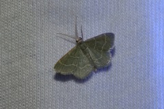 Chlorochlamys phyllinaria