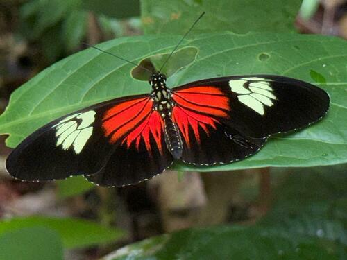 Heliconius egeria
