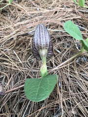 Aristolochia bracteosa