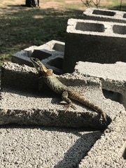 Sceloporus torquatus binocularis