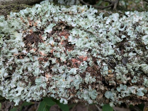Parmotrema cristiferum observed 2025-02-03