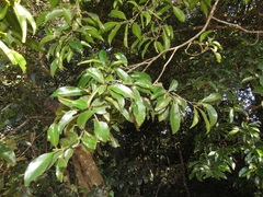Cassipourea malosana