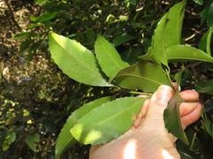 Cassipourea malosana