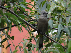 Ptiliogonys cinereus