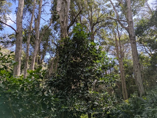 Stephanotis floribunda