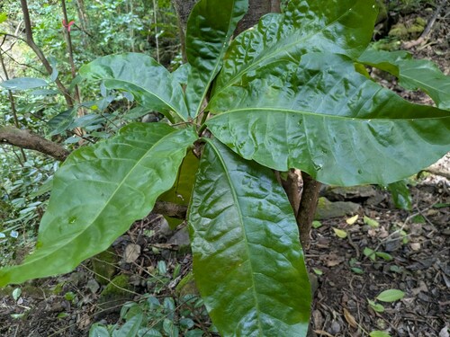 Foto de Capororoca