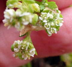 Lepidium rekohuense, photograph author not stated, no rights reserved