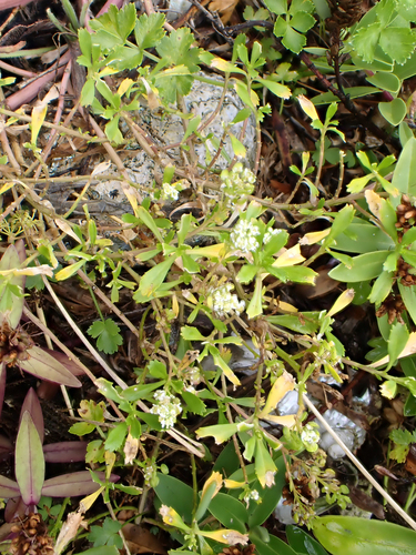 Lepidium rekohuense, photograph 1