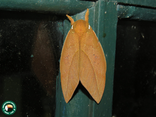 Pseudautomeris brasiliensis