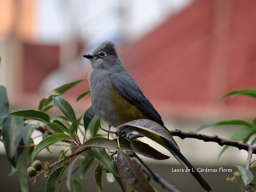 Gray Silky-flycatcher