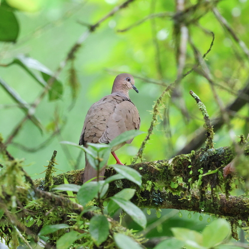 White-tipped Dove (Leptotila verreauxi)