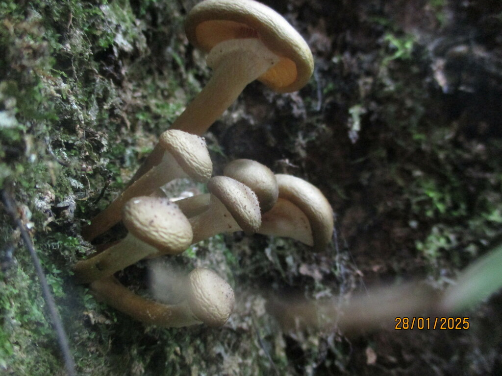 Armillaria novae-zelandiae · January 2025 · photo: © edmonds5 (iNaturalist, cc-by)