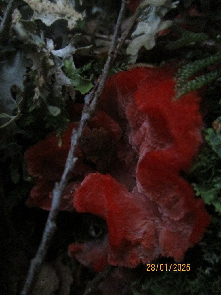 Aurantiporus pulcherrimus · January 2025 · photo: © edmonds5 (iNaturalist, cc-by)