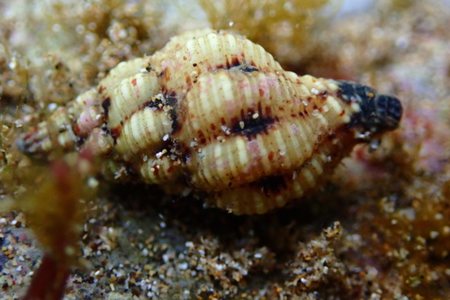 Peristernia chlorostoma observed 2024-12-31