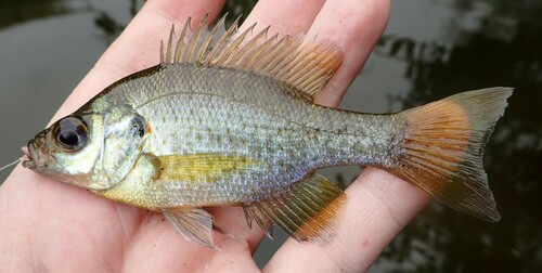 Redear Sunfish, photo 9 of 9