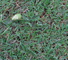 Chrysina laniventris