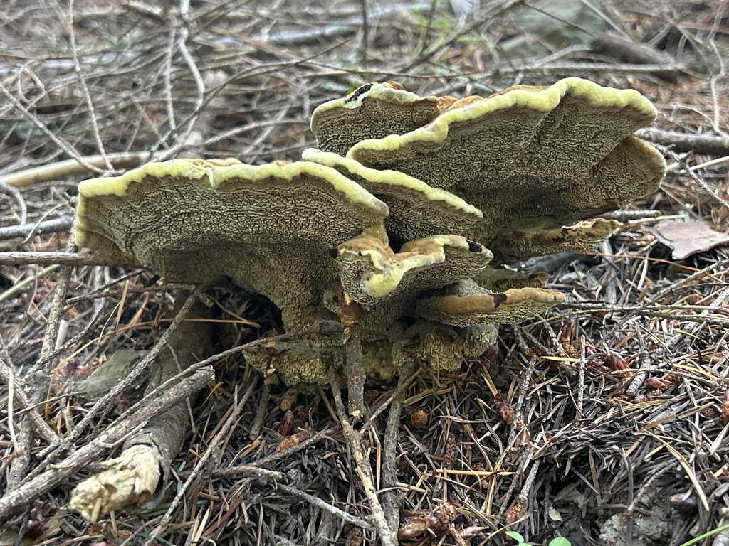 Phaeolus hispidoides · February 2025 · photo: © katrina_muir (iNaturalist, cc0)