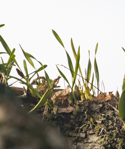 Maxillaria subrepens, photograph 3