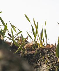 Maxillaria subrepens, photograph (c) avocat, some rights reserved (CC BY)