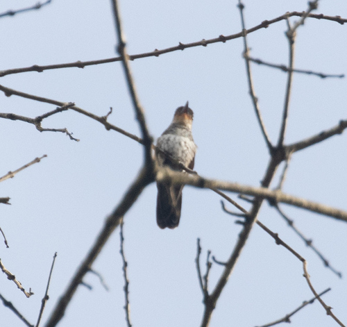 Rufous-throated Sapphire (Hylocharis sapphirina)