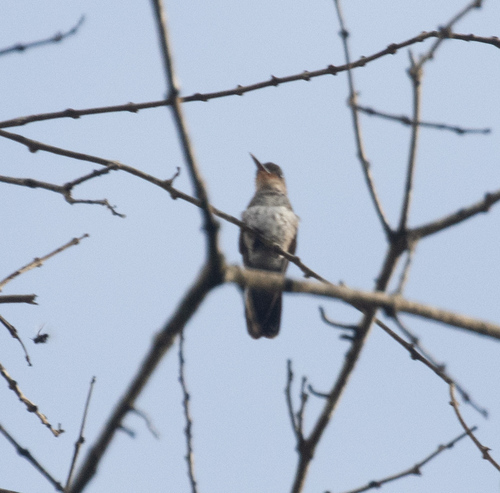 Rufous-throated Sapphire (Hylocharis sapphirina), photo 2