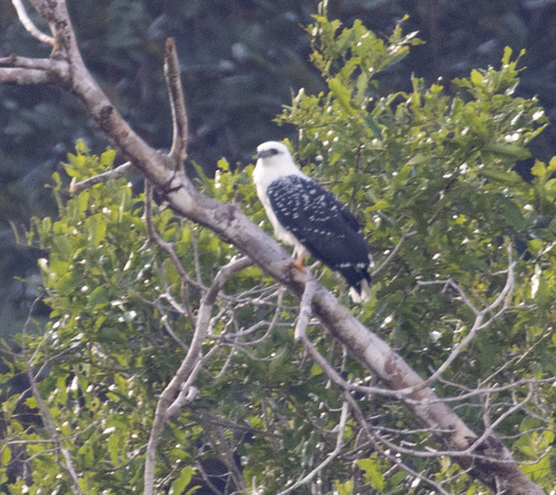 Black-faced Hawk (Leucopternis melanops), photo 8