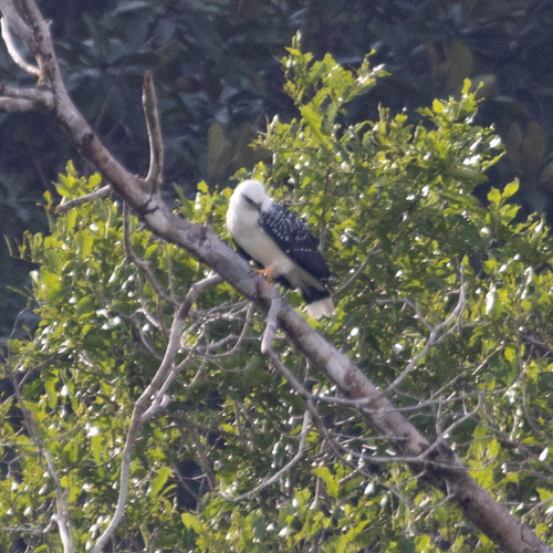 Black-faced Hawk (Leucopternis melanops), photo 8