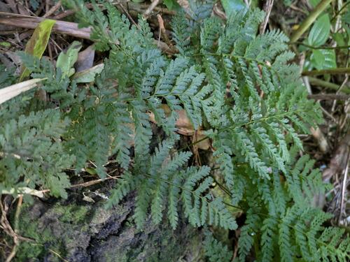 Vandenboschia cyrtotheca observed 2025-02-04