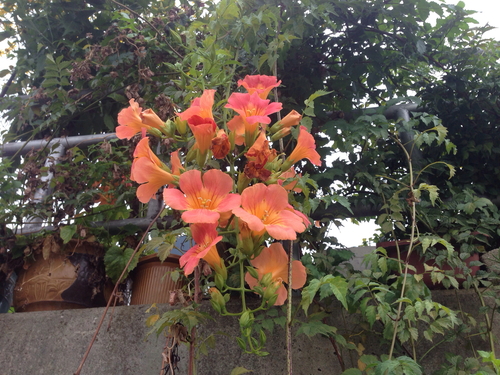 Campsis grandiflora — photo 3