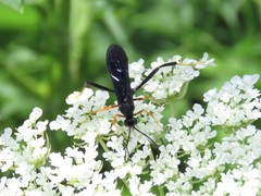 Exetastes fornicator nervulus